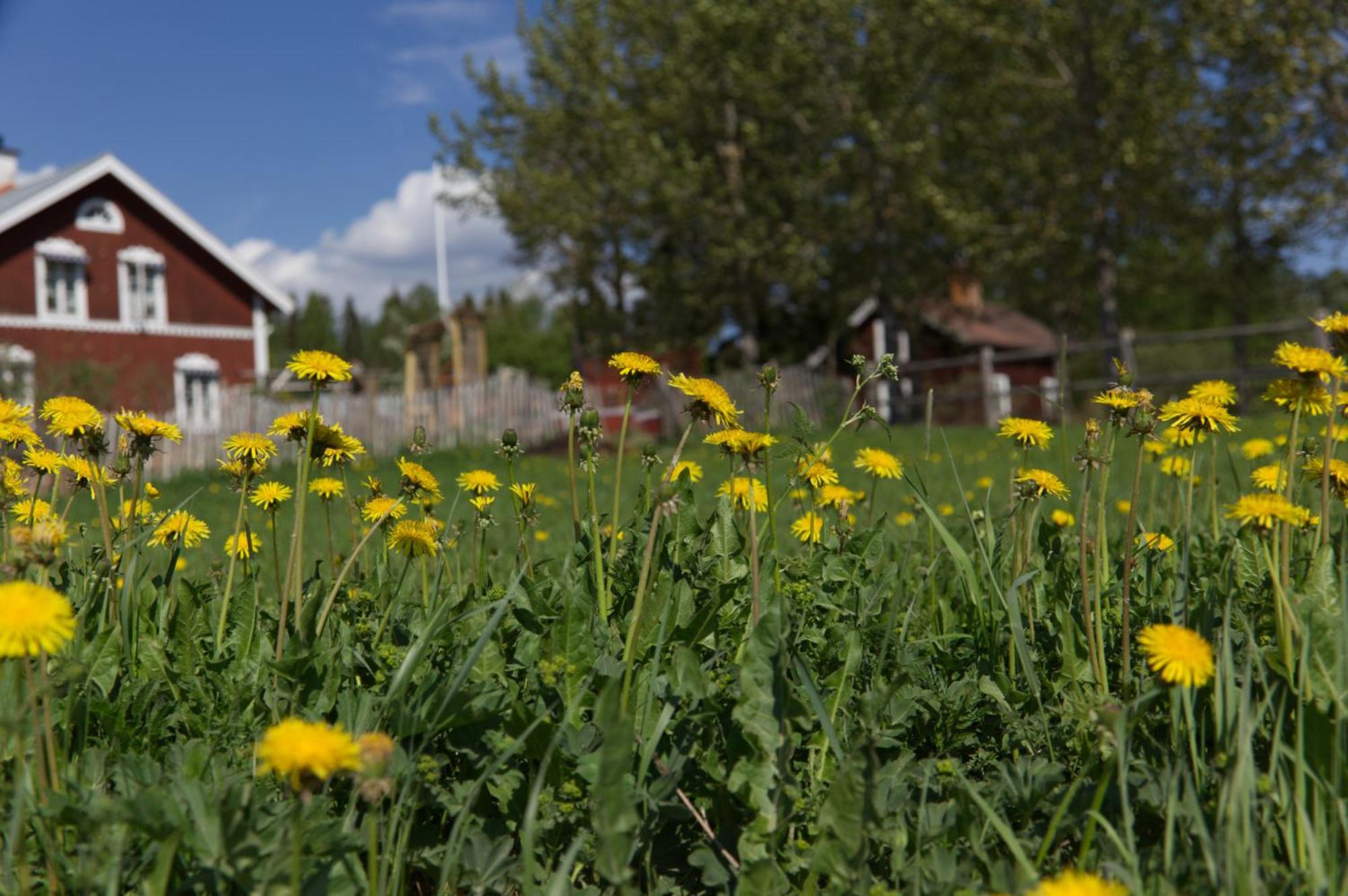 Grindstugan Pa Fyras Gard Hammerdal Экстерьер фото